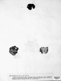 Umbilicaria hirsuta image